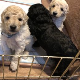Poodle Puppies from Eaglehill-South Miniature Poodles