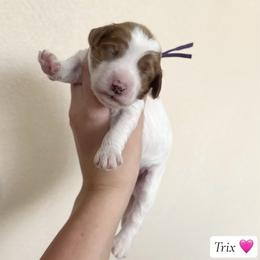 Trix - Parti female Goldendoodle puppy in Crothersville, Indiana from Wischmeier’s Doodles
