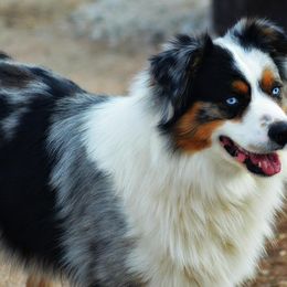 Australian Shepherd, Miniature Australian Shepherd, and Toy Australian Shepherd All Grown Up from KNJ Aussies