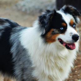Australian Shepherd, Miniature Australian Shepherd, and Toy Australian Shepherd All Grown Up from KNJ Aussies