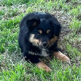 Mira - Black tri female Toy Australian Shepherd puppy in Nocona, Texas from Rafter O Toy Aussies and Mini Heelers