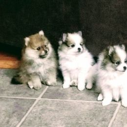 Pomeranian Puppies from Marvin & Theresa's Pomeranians