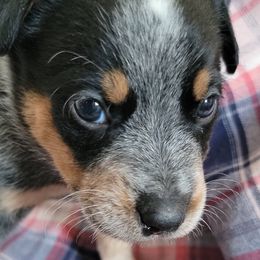 Australian Cattle Dog Puppies from Fun Size Heelers