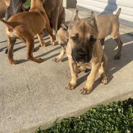 Cane Corso Puppies from Bayou Cane Corso