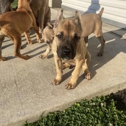 Cane Corso Puppies from Bayou Cane Corso