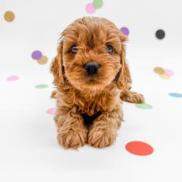 Dooney - Red male Cavapoo puppy in Beresford, South Dakota from DAKOTA DOOD RANCH