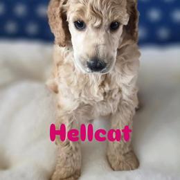 Hellcat - Apricot male Poodle puppy in Lake Charles, Louisiana from Cypress Bayou Poodles
