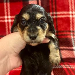 Prancer - Black and cream male Dachshund puppy in Biloxi, Mississippi from Southern Doxies Ms