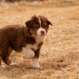 Miniature American Shepherd and Miniature Australian Shepherd Puppies from Bellewynd Acres