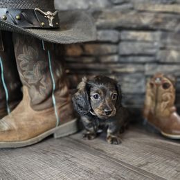 Phoenix - Brindle male Dachshund puppy in Colorado Springs, Colorado from Royal Purple Doxies