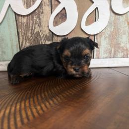 Buddy - Black and tan male Yorkshire Terrier puppy in Cornelia, Georgia from Kruz Kennels