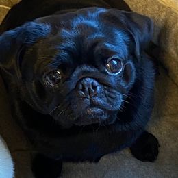 Pollywog - Pug