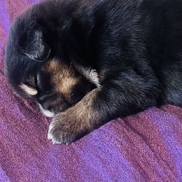 Girl 1 - Black tri female Miniature Australian Shepherd puppy in Pineville, Missouri from Sugarcreek AKC Miniature Australian Shepherds