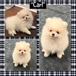Carl - Cream male Pomeranian puppy in Lyons, Georgia from Its a Poms Life Kennel