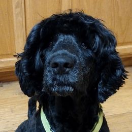 Glimmer - Portuguese Water Dog