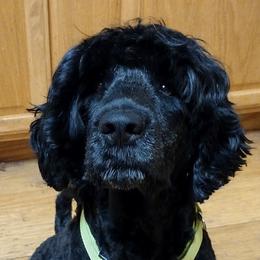 Glimmer - Portuguese Water Dog