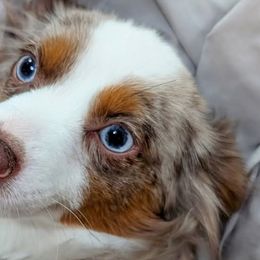 Miniature Australian Shepherds and Toy Australian Shepherds from GAMALA Farm & Kennels