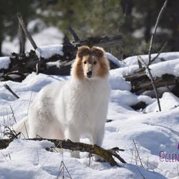 Alice - White female Collie puppy in Nine Mile Falls, Washington from Glenelg Collies