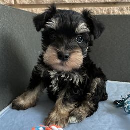 Beckett Genetically Clear - Black and silver male Miniature Schnauzer puppy in Klingerstown, Pennsylvania from Clay Hill Kennels