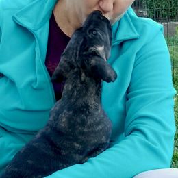 Great Dane Puppies from Paxton Great Danes