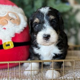 Glen - Tri-color male Bernedoodle puppy in Yuciapa, California from AlltheDoodlez_