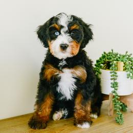 John - male Australian Mountain Doodle puppy in Spanish Fork, Utah from K Brand Doodles
