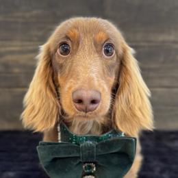 Aleks - Dachshund