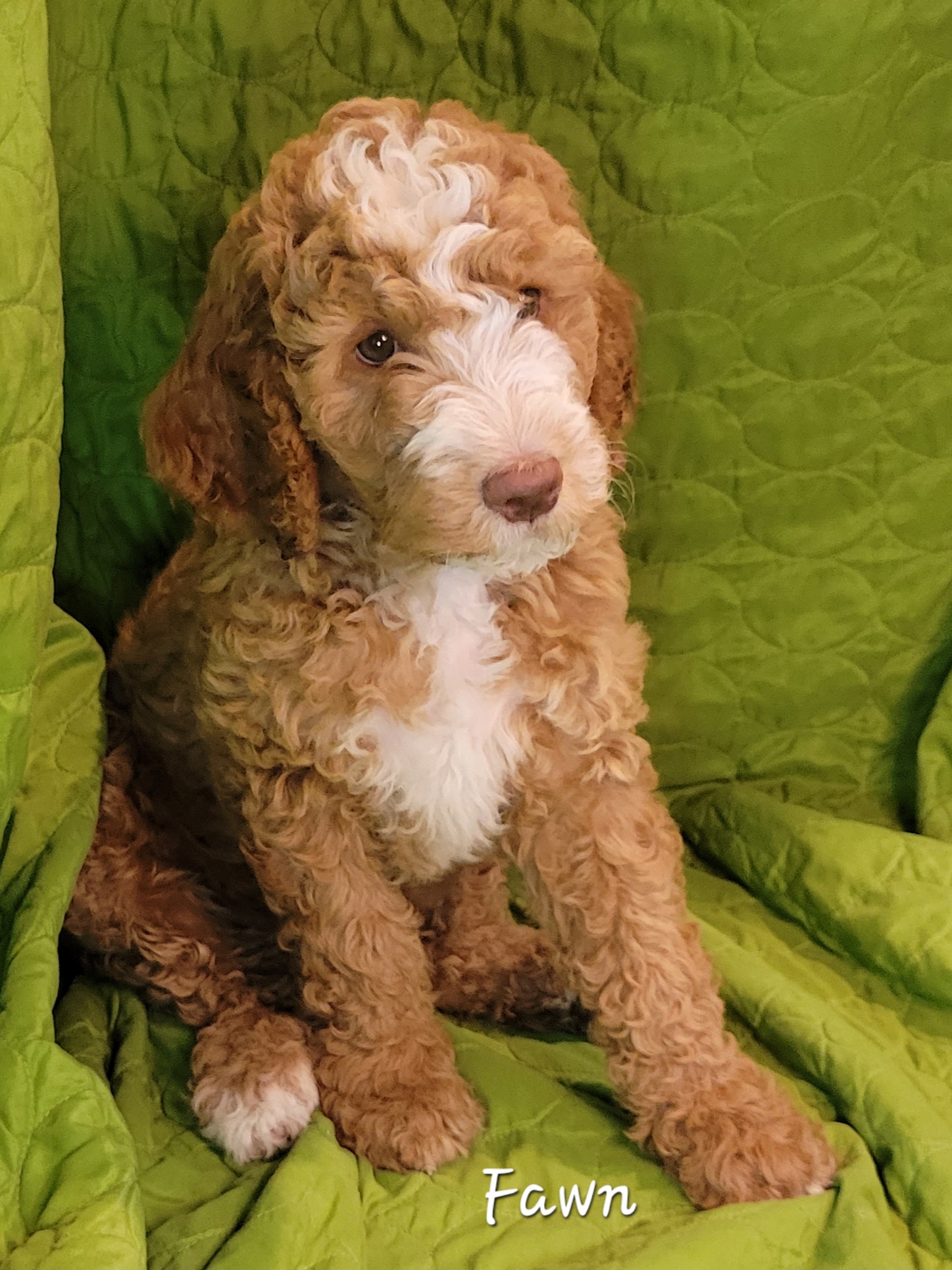 Fawn - Apricot Springerdoodle puppy in Bradenton, Florida from Springerdoodles of Florida