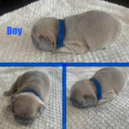 French Bulldog Puppies from Cole's French Bulldogs