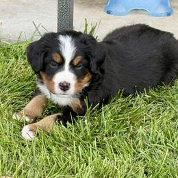 Bernese Mountain Dog Puppies from Cocos Puppy Tales