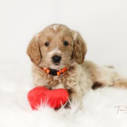 Goldendoodle Puppies from Loving Hearts Goldendoodles