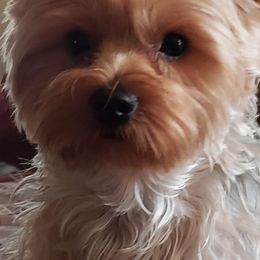 Yorkshire Terriers from Yorkie Perfection