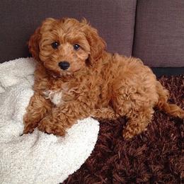 Bryce - Red  male Goldendoodle puppy in Brandon, Florida from Murphys Doodles