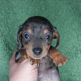 RUGER - BLACK And TAN DAPPLE - Dapple male Dachshund puppy in Swink, Oklahoma from Palali Farm