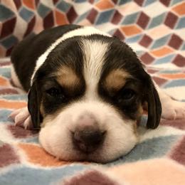 Beagle Puppies from Beech Grove Beagles