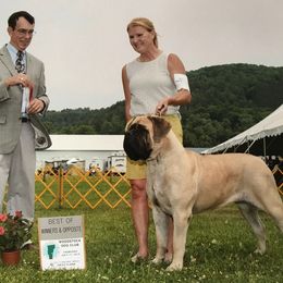 Mastiff All Grown Up from Green Meadow Mastiffs