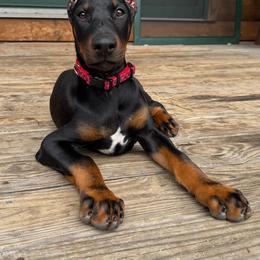Sky - Black and rust female Doberman Pinscher puppy in Shelby, North Carolina from IronBee Dobermans