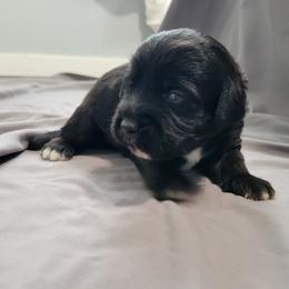 Cici - Black and white female Assorted Doodle Crosses puppy in Blackfoot, Idaho from Lucky Pup Meadows