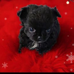 Luna - Black female Chihuahua puppy in Kyle, Texas from joy of chihuahuas tx