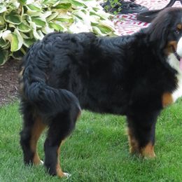 Bernese Mountain Dogs from Redbridgekennels
