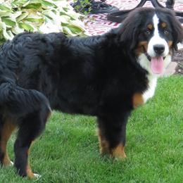 Bernese Mountain Dogs from Redbridgekennels