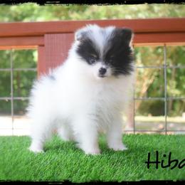 Hibachi - Black and tan parti male Pomeranian puppy in Cleveland, Georgia from Sourpatch Pomeranians