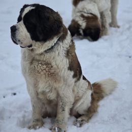 Islandia - Saint Bernard