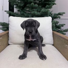Cane Corso Puppies from The Dorado Ranch