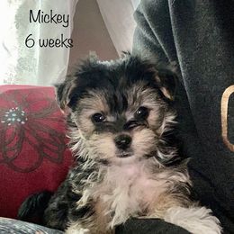 Maltipoos, Morkies, and Yorkshire Terriers from Mindie’s Minis