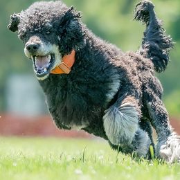 American Bullies and Poodles from Mosswood