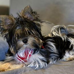 Yorkshire Terrier Puppies from Pixieland Yorkshire Terriers