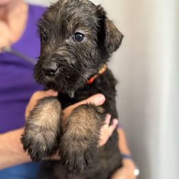 Jade - Pepper and salt female Giant Schnauzer puppy in Goodrich, Texas from Silver Creek Giant Schnauzers