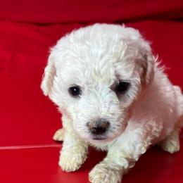 Rose - Green Collar - White female Bichon Frise puppy in 63101 (St. Louis Metro Area), Missouri from BichonSTL