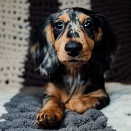Dachshunds from Logston's Weenie Garden